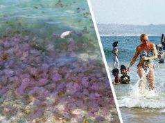 На популярный у российских туристов курорт напали токсичные медузы