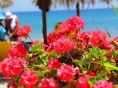 Туристы выбирают Грецию для отдыха этим летом