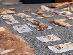 На греческом острове Лесбос найдены окаменелости возрастом два миллиона лет